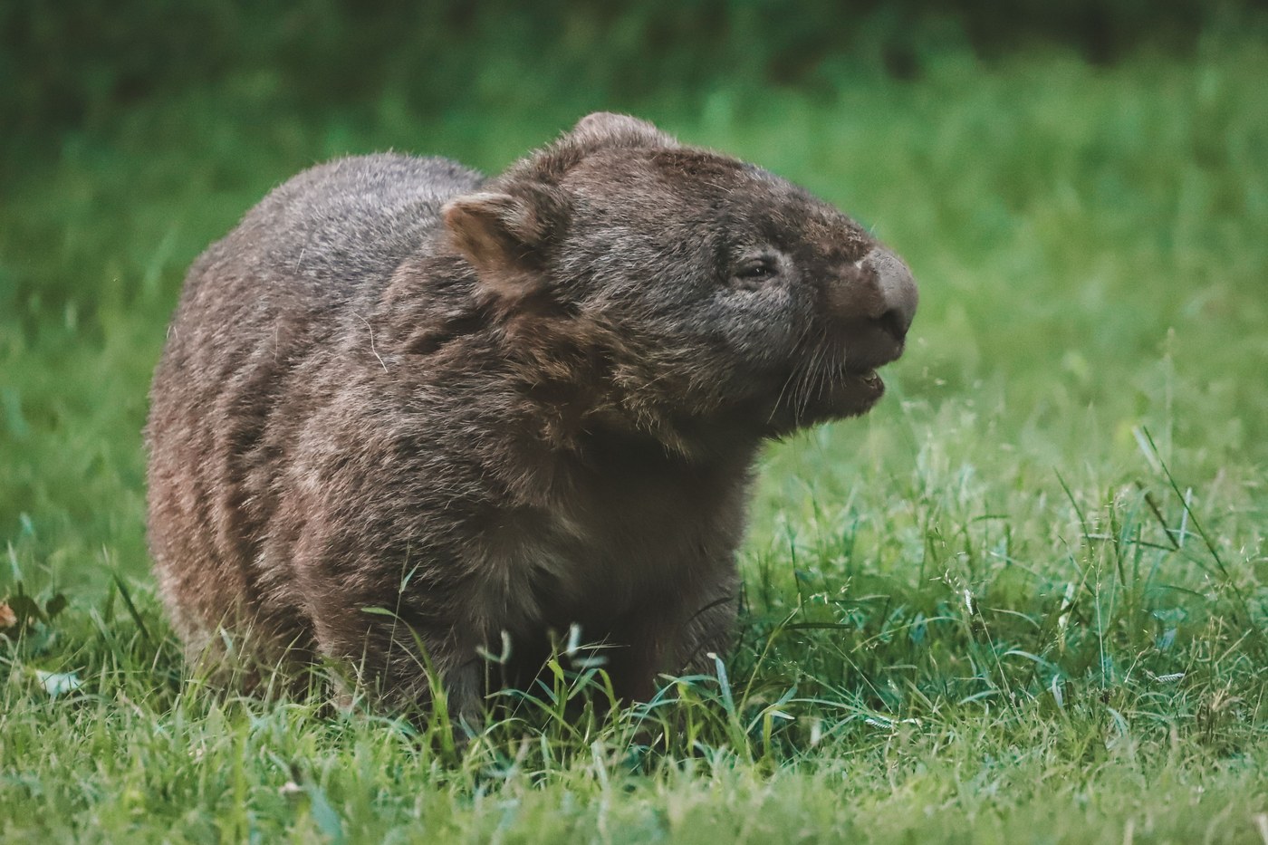 Wombat dans un espace naturel