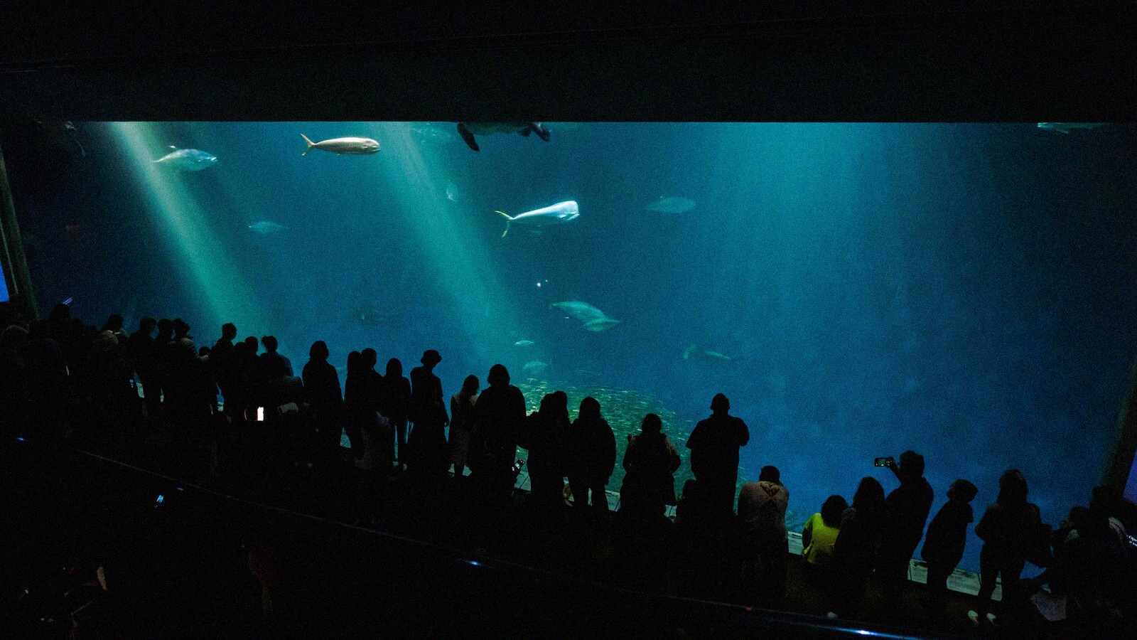 Aquarium de paris dernier acces a 18h et nocturne jusqu a