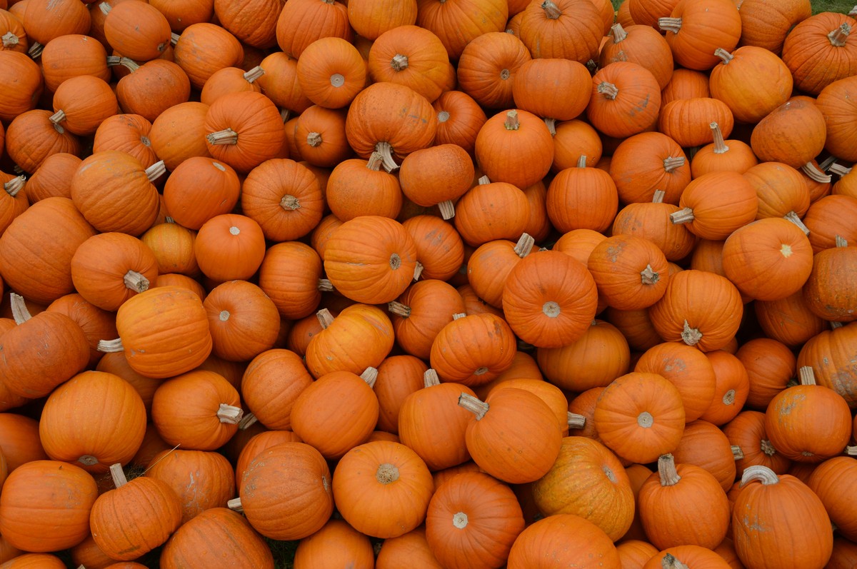 Citrouilles orange empilées en tas sous un ciel couvert