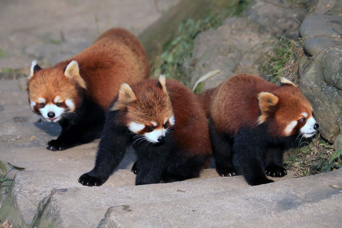 Trois pandas roux dans un espace extérieur