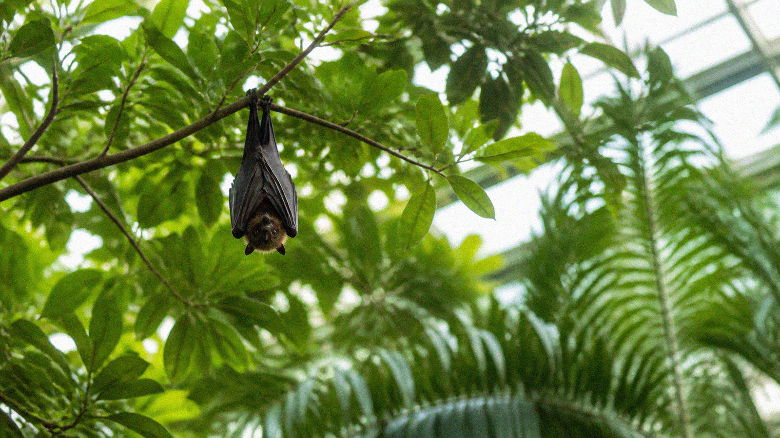 Nuit internationale de la chauve souris 2026 ou observer