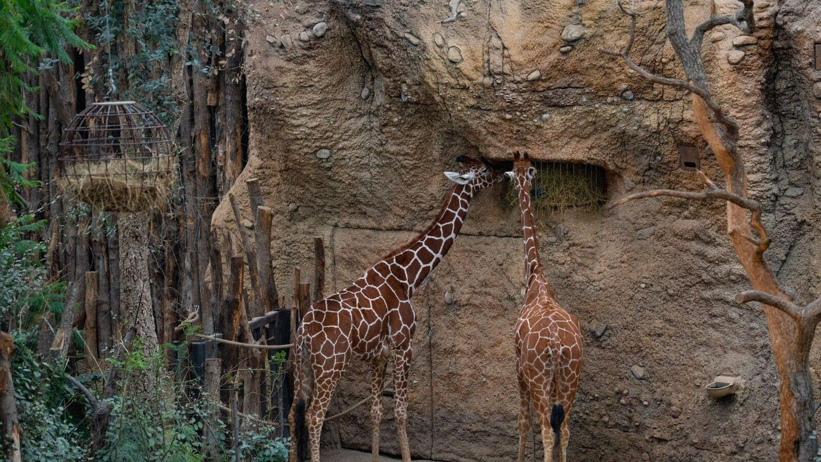 Parc zoologique de paris tarifs horaires et acces pour