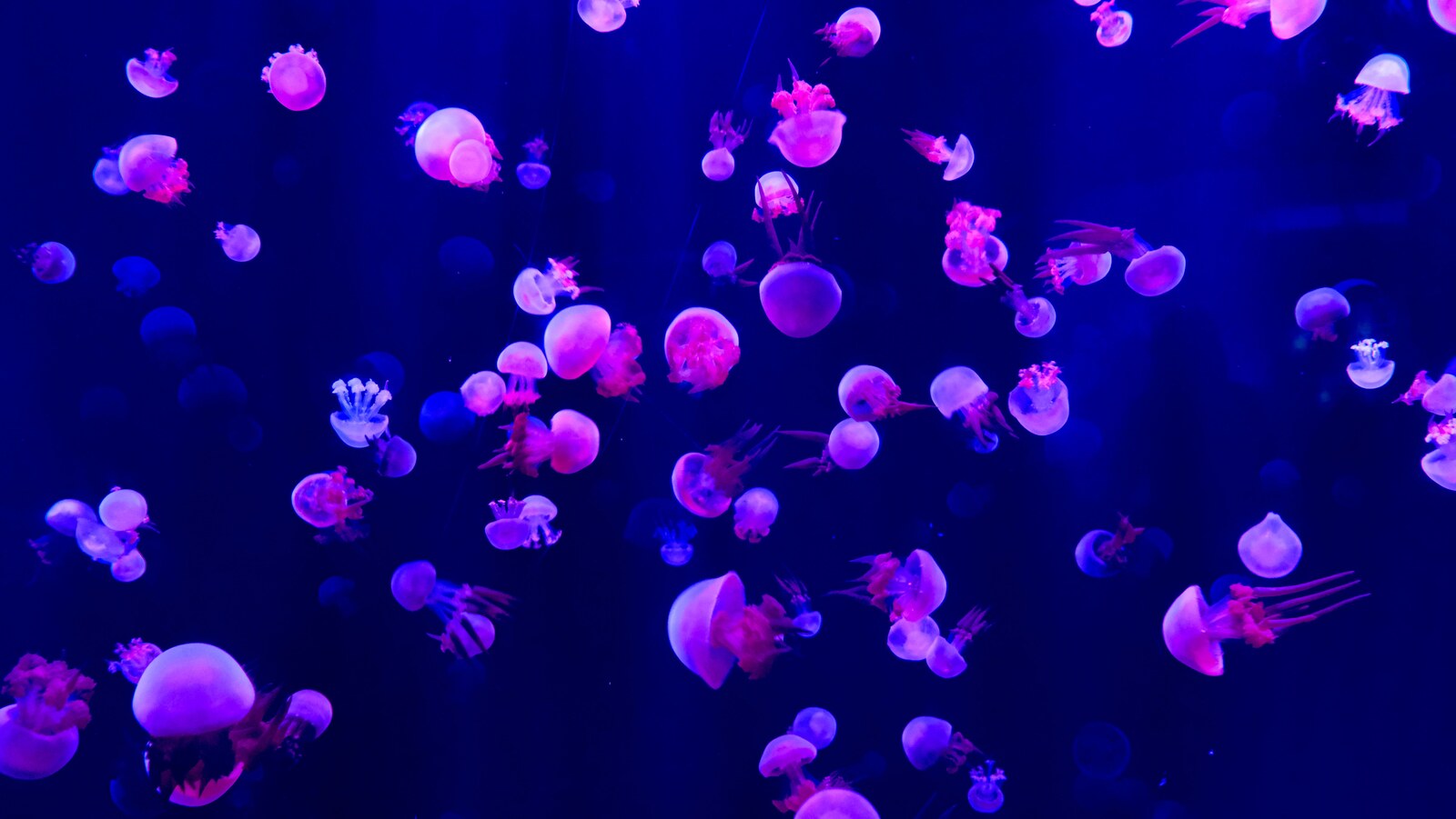 Méduses roses éclairées dans un bassin d’aquarium