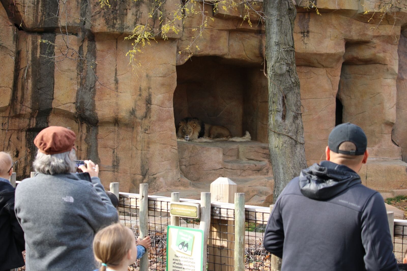 Visiteurs observant un lion depuis l’allée d’un zoo