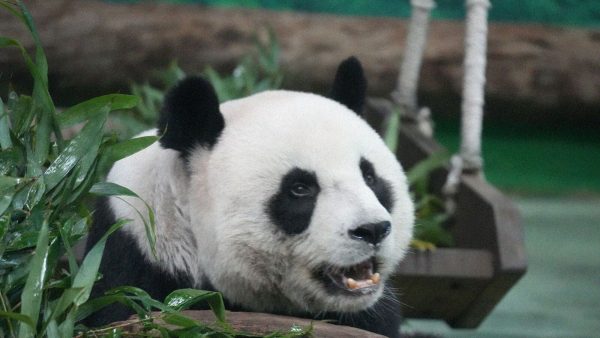Zoo de Beauval : quel billet choisir entre tarif daté, 2 jours et ZooPass ?