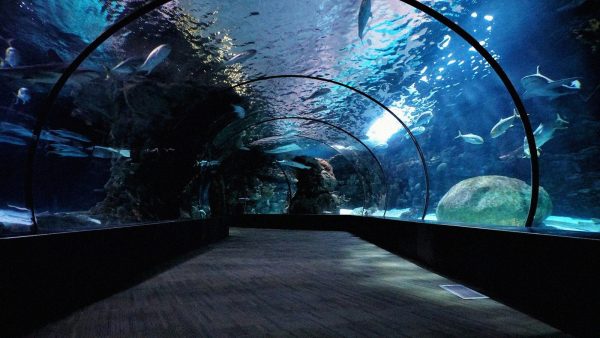 Aquarium de Paris en octobre 2026 : fermetures de la salle de spectacles, tarifs et organisation