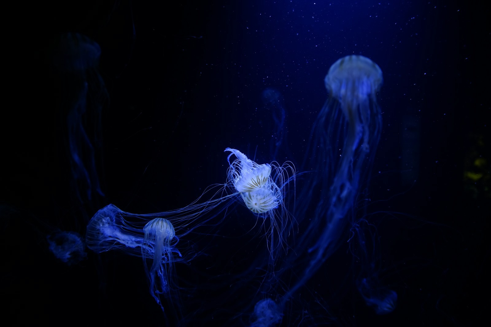 Bassin de méduses éclairées en bleu dans la pénombre