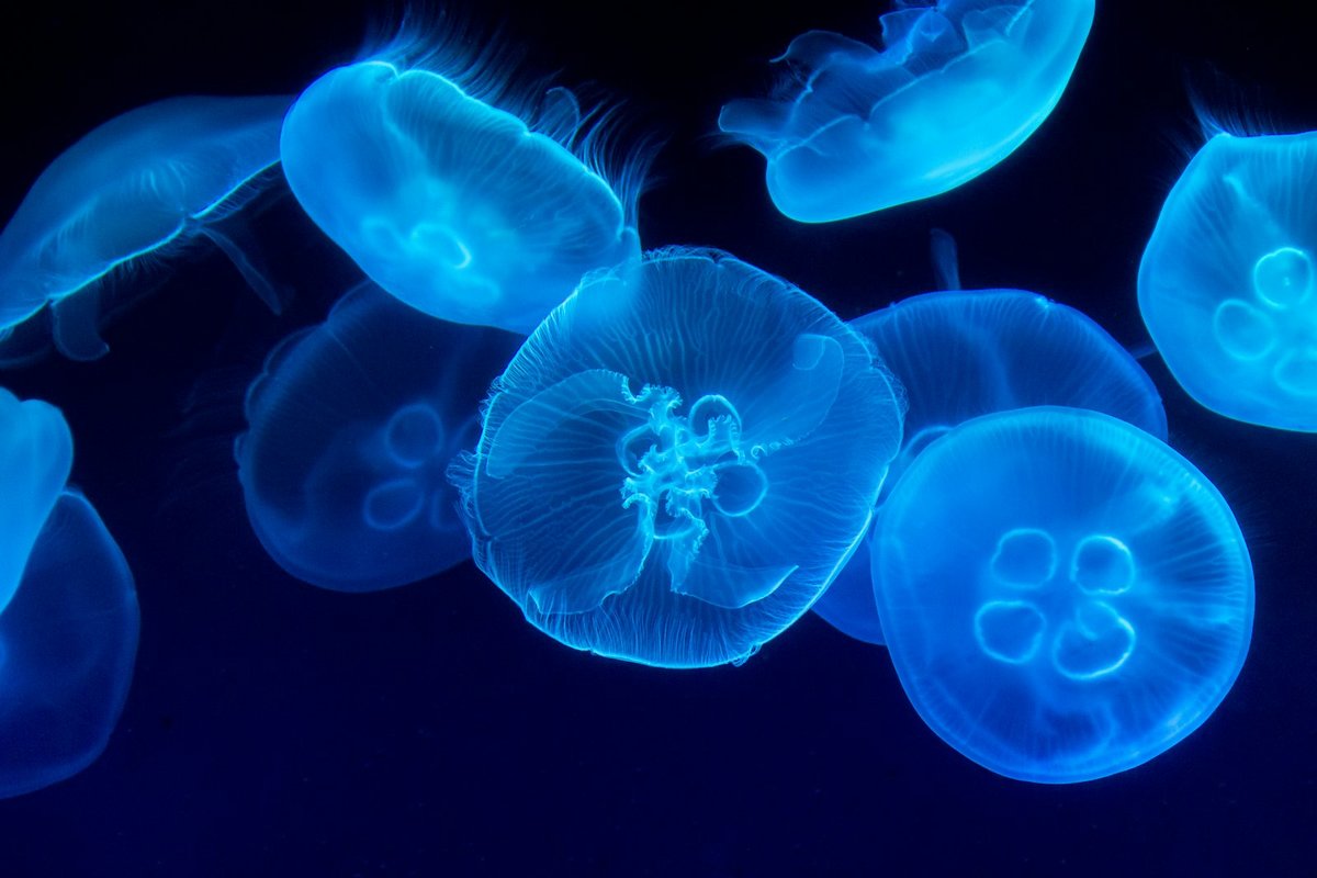 Bassin de méduses luminescentes dans l'obscurité