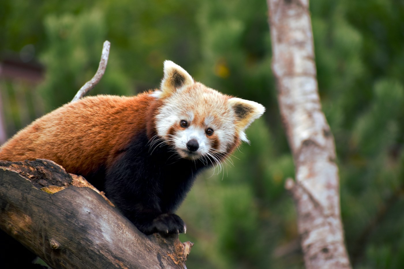 Panda roux sur une branche dans un parc zoologique
