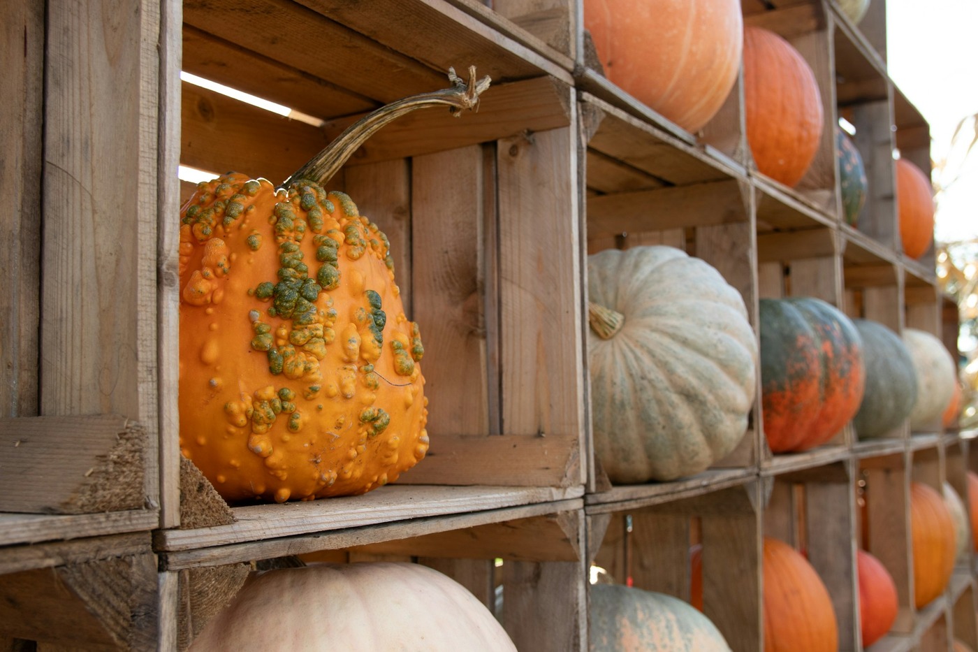 Décorations automnales et citrouilles pour la saison d'Halloween