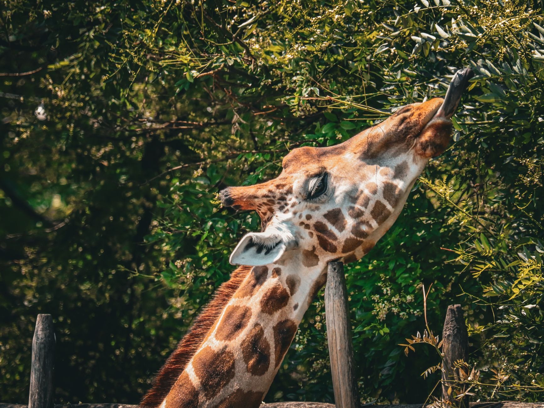 Girafe se nourrissant de feuilles dans son enclos