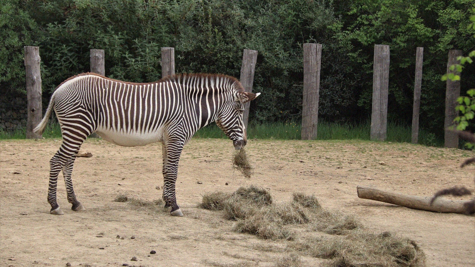 Les dimanches au zoo de paris ateliers tarifs et