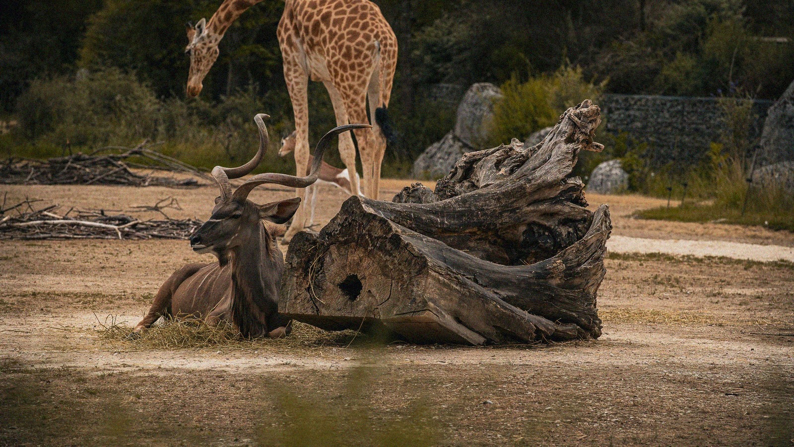 Parc zoologique de paris et museum la saison des 400 ans