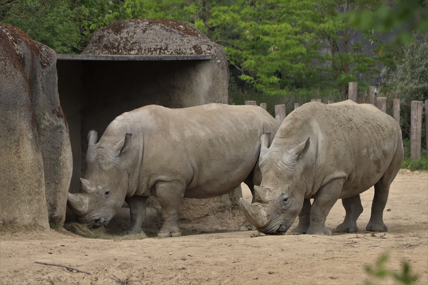 Rhinocéros blancs dans leur enclos paysager du Parc zoologique de Paris