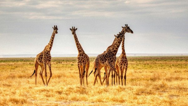 Petit-déjeuner avec les girafes au zoo de Paris : tarifs, horaires et déroulement pour réserver en 2026