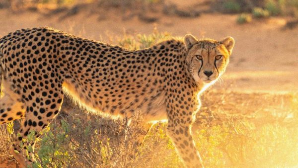 Rencontres Privilèges au ZooParc de Beauval : nouvelles espèces, calendrier et tarifs pour réserver