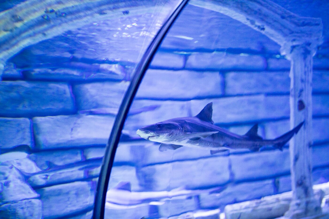 Requin nageant dans un grand bassin vu à travers une vitre