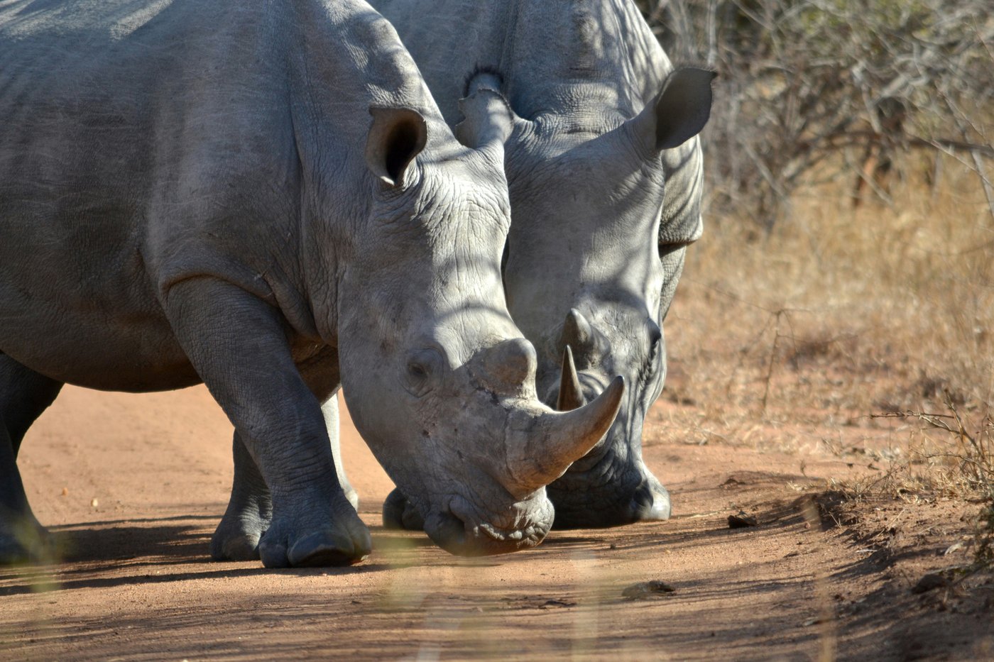 Deux rhinocéros blancs dans leur espace naturel extérieur