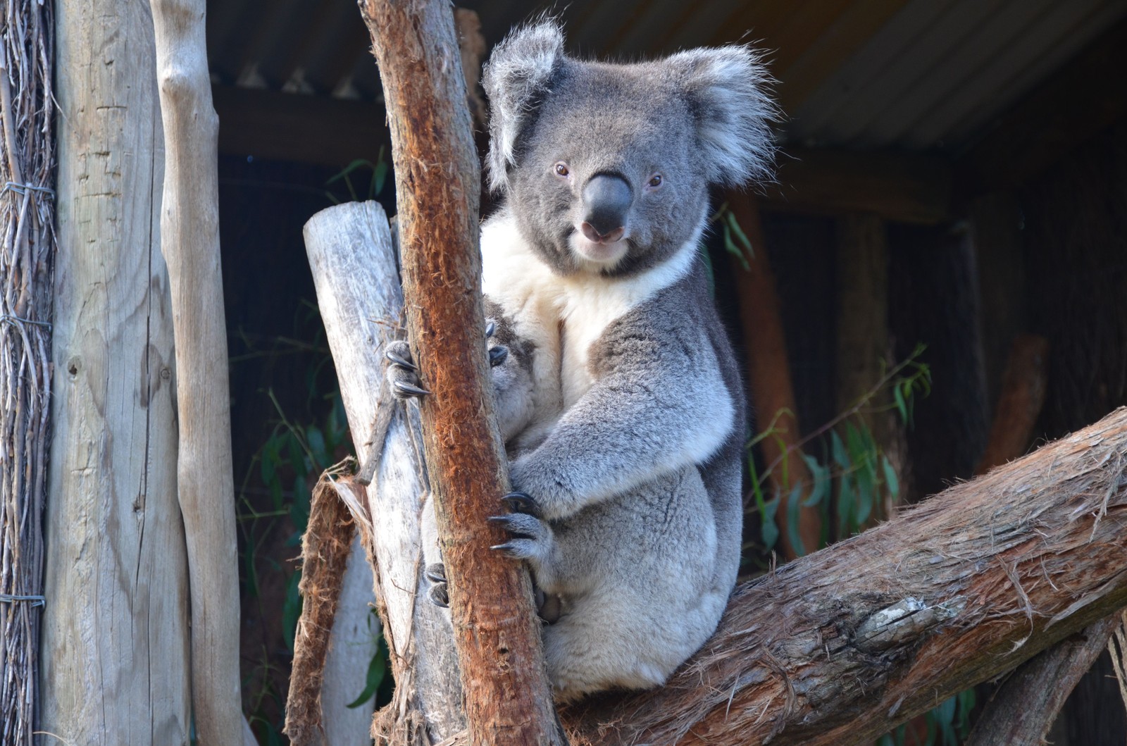 Koala agrippé à une branche d eucalyptus dans son enclos boisé