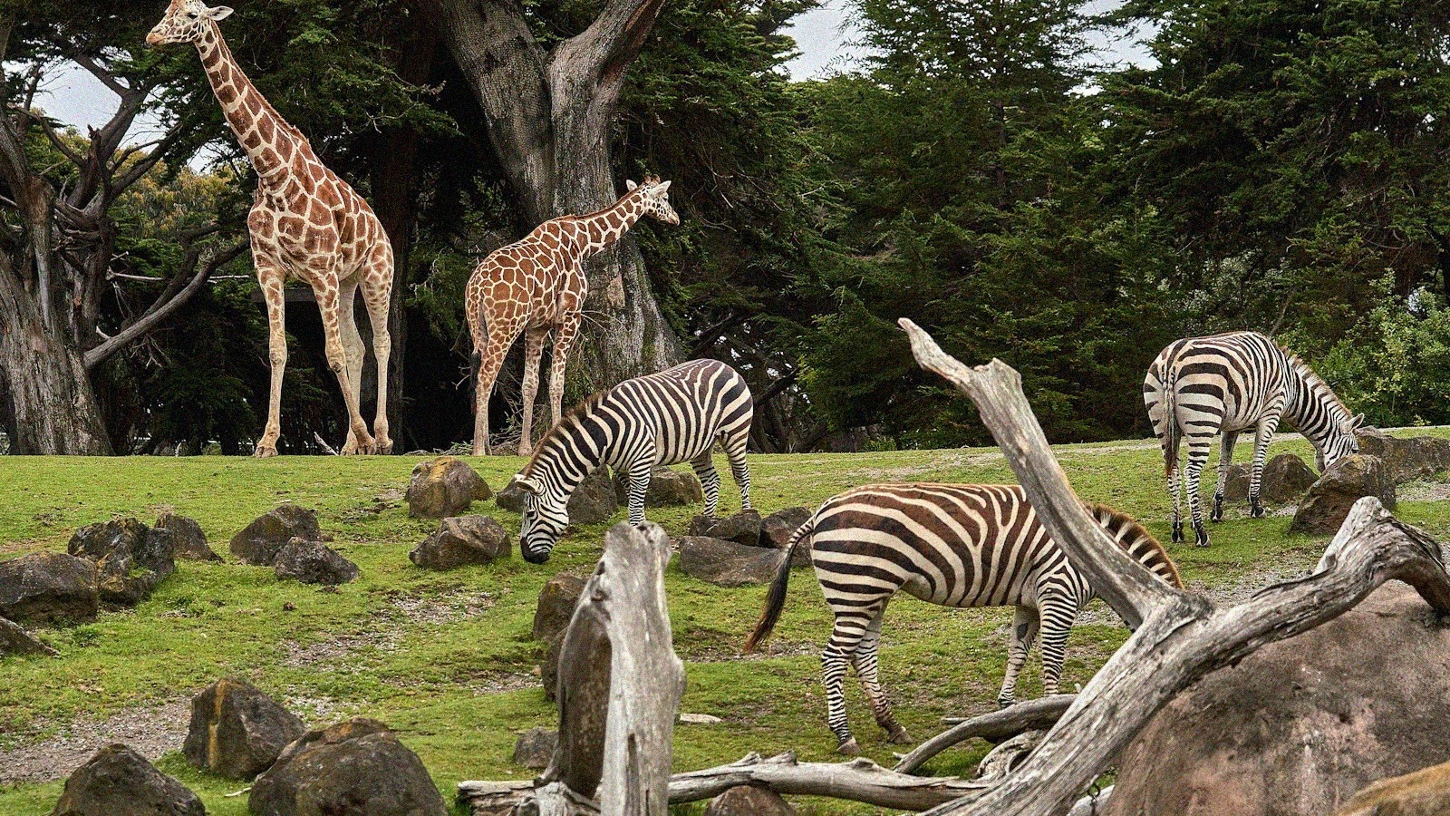 Zooparc de beauval en octobre 2026 fermeture exceptionnelle