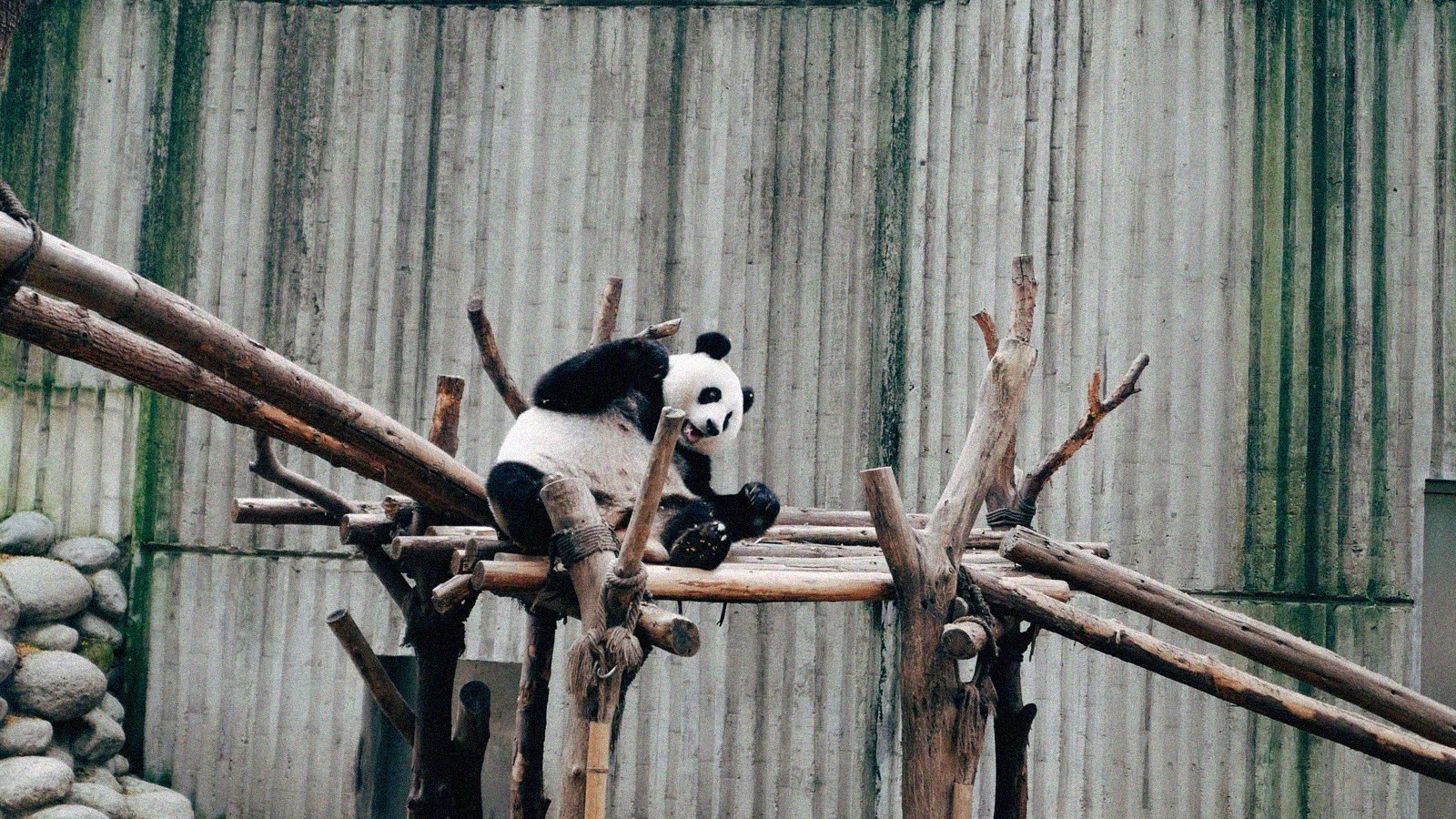 Zooparc de beauval l offre l ete continue prolongee jusqu
