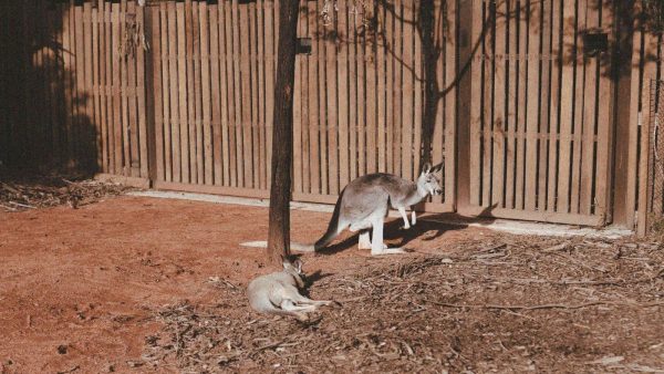ZooParc de Beauval : Les Terres Rouges, la nouveauté australienne à découvrir avant de réserver