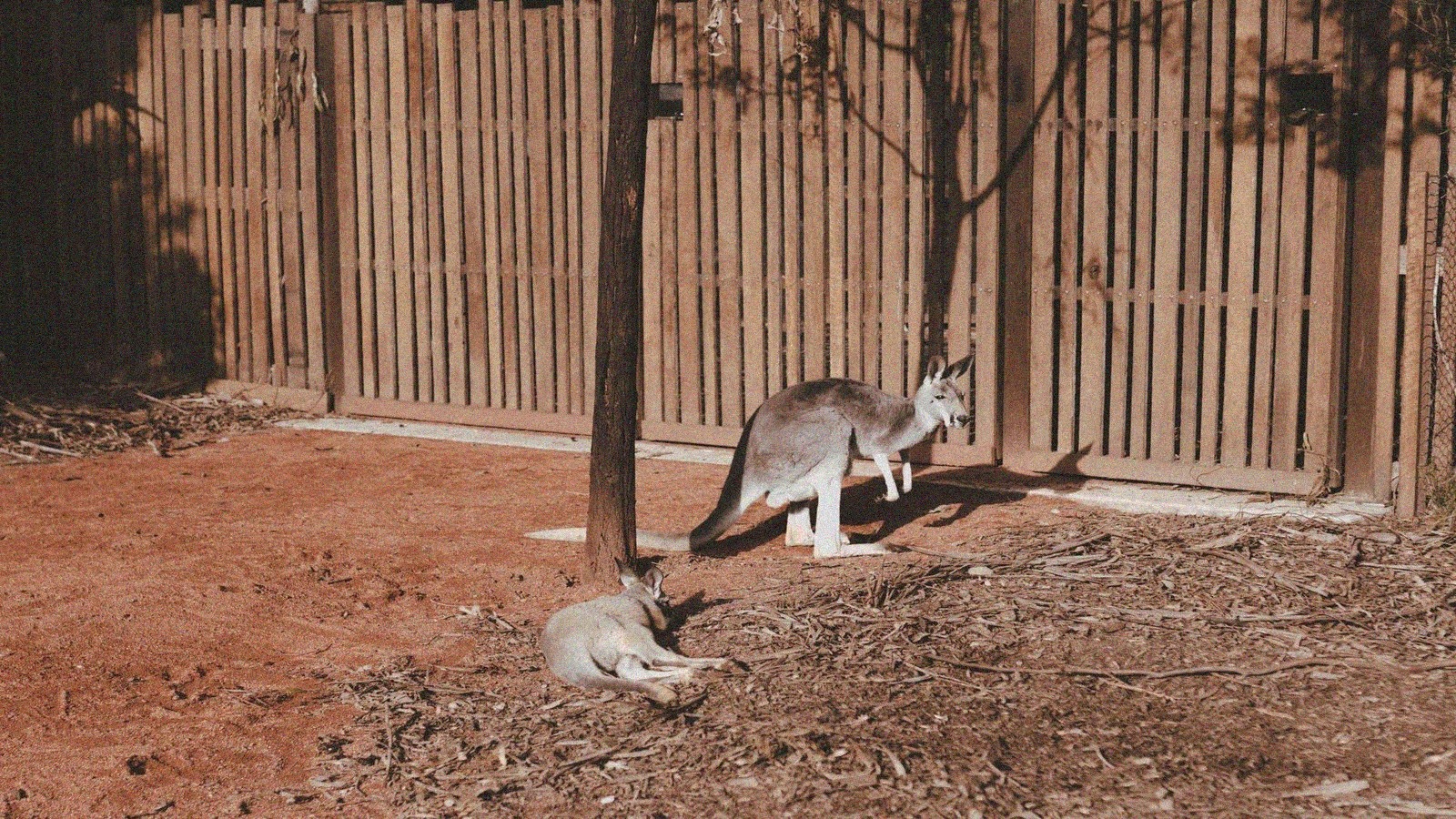 Zooparc de beauval les terres rouges la nouveaute
