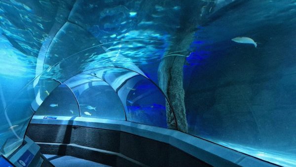 Aquarium de Paris le 8 octobre 2026 : fermeture de la salle de spectacles, parcours marin et tarifs