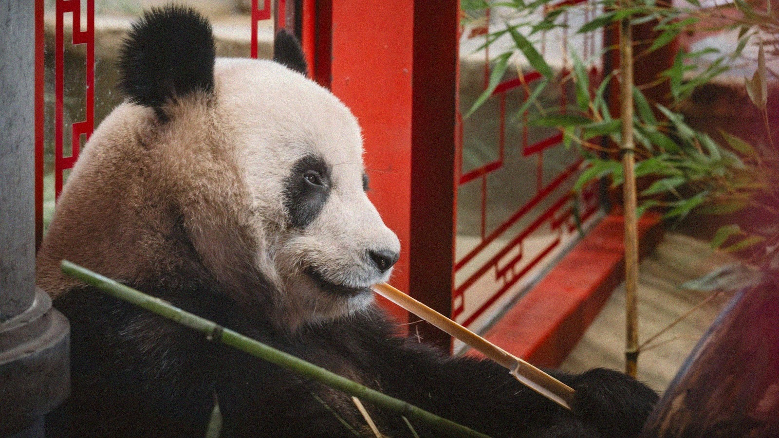 Pandas de beauval la toussaint 2026 dernieres vacances pour
